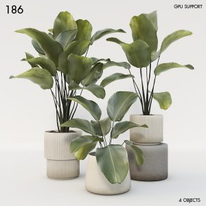 186)Calathea plant