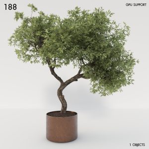 188)Olive_Tree 02
