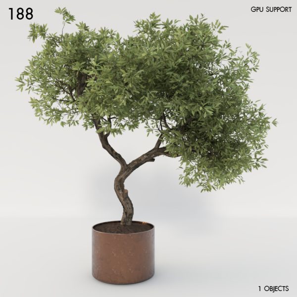 188)Olive_Tree 02