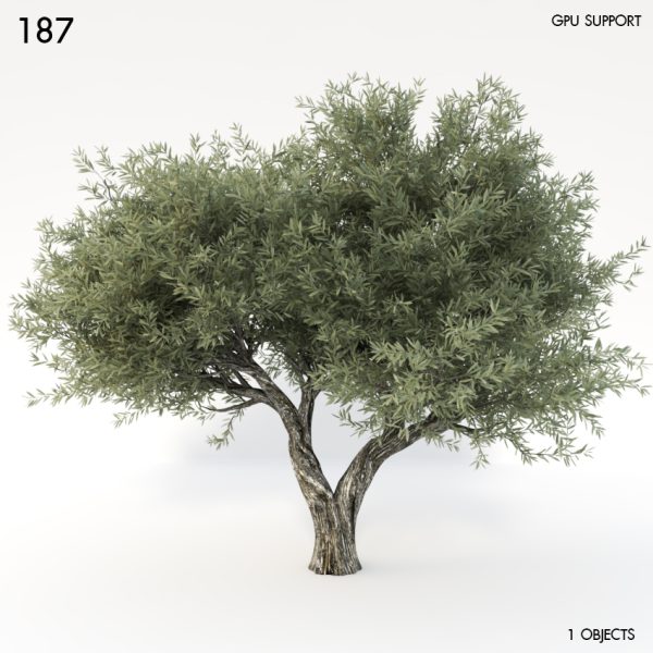 187)Olive_Tree 01